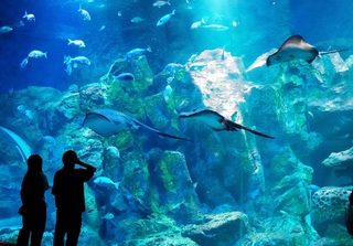 大きなエイたちがゆうゆうと泳ぐ男鹿の海大水槽＝秋田県男鹿市の男鹿水族館ＧＡＯ