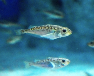 ハタハタの一歳魚＝秋田県男鹿市の男鹿水族館ＧＡＯ