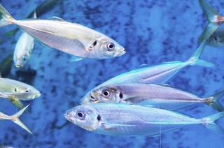 マアジ。泳ぐ方向はいろいろだ＝秋田県男鹿市の男鹿水族館ＧＡＯ