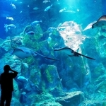 大きなエイたちがゆうゆうと泳ぐ男鹿の海大水槽＝秋田県男鹿市の男鹿水族館ＧＡＯ
