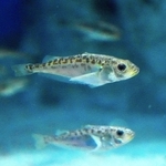 ハタハタの一歳魚＝秋田県男鹿市の男鹿水族館ＧＡＯ