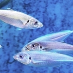 マアジ。泳ぐ方向はいろいろだ＝秋田県男鹿市の男鹿水族館ＧＡＯ