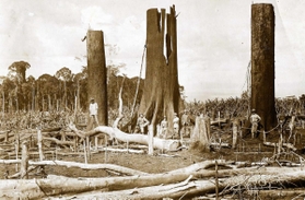 入植したトマヨンでの開墾の様子。右から２人目が加武喜三郎さん＝１９２０年代後半ごろ