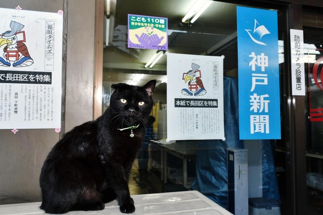 いつの間にか住み着いた黒猫の「くろちゃん」＝長田北専売所