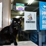 いつの間にか住み着いた黒猫の「くろちゃん」＝長田北専売所