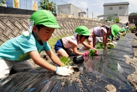 カボチャの苗を植える園児たち＝神河町中村