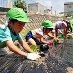 カボチャの苗を植える園児たち＝神河町中村