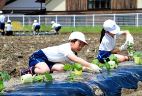 銀馬車かぼちゃの苗を植える児童たち＝神河町粟賀町