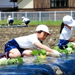 銀馬車かぼちゃの苗を植える児童たち＝神河町粟賀町