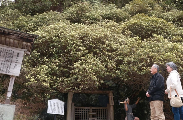 斜面にびっしりと花を咲かせるヒカゲツツジ＝生野銀山