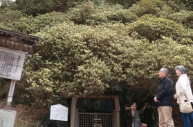 斜面にびっしりと花を咲かせるヒカゲツツジ＝生野銀山