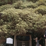 斜面にびっしりと花を咲かせるヒカゲツツジ＝生野銀山