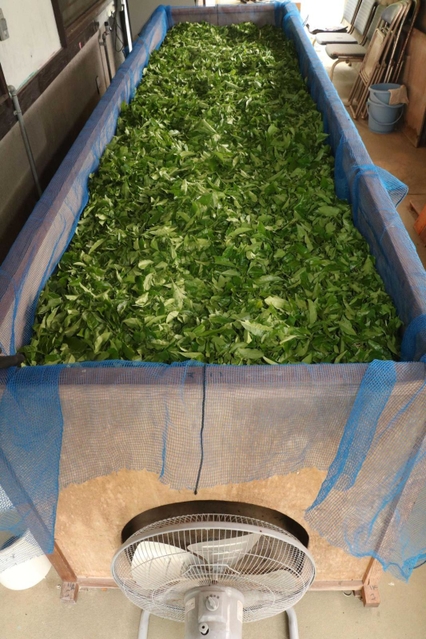 収穫した茶葉を乾燥させる工程＝朝来市生野町奥銀谷