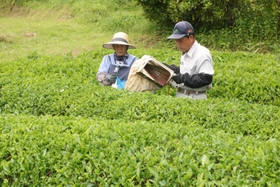 ６月上旬に行われた一番茶の収穫＝朝来市生野町竹原野
