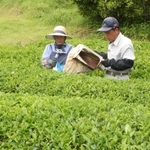 ６月上旬に行われた一番茶の収穫＝朝来市生野町竹原野