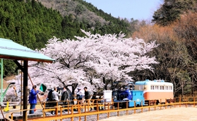 満開の桜の下で今年も一円電車の体験乗車会が始まった＝養父市大屋町明延