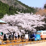満開の桜の下で今年も一円電車の体験乗車会が始まった＝養父市大屋町明延