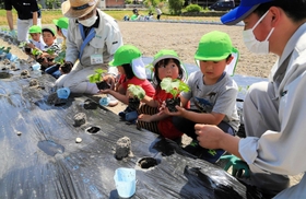 銀馬車かぼちゃの苗を植える園児＝神河町中村