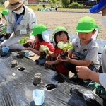 銀馬車かぼちゃの苗を植える園児＝神河町中村