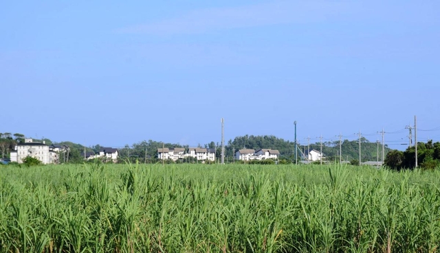 海岸沿いから一歩入ると、のどかな風景が広がる＝沖縄県国頭村
