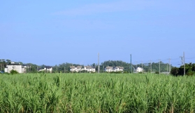 海岸沿いから一歩入ると、のどかな風景が広がる＝沖縄県国頭村