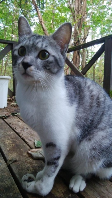 愛猫が極寒の山中に脱走 190日間におよぶ執念の捜索 帰ってきたら目つきが険しいワイルドな猫になっていた 神戸新聞next 連載 特集 話題