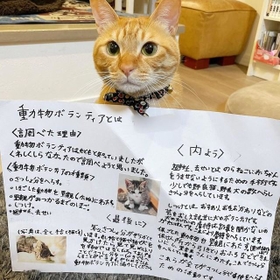 お寺に捨てられていた茶トラの子猫、キャリーバッグの中から
