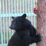 15年11月、獣舎で迎える初めての秋。大好きなぶどうが！（写真提供＝日本熊森協会）