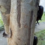 日中にシマトネリコに集まるカブトムシ。矢印で示した個体には識別用の印がつけられている（山口大提供）