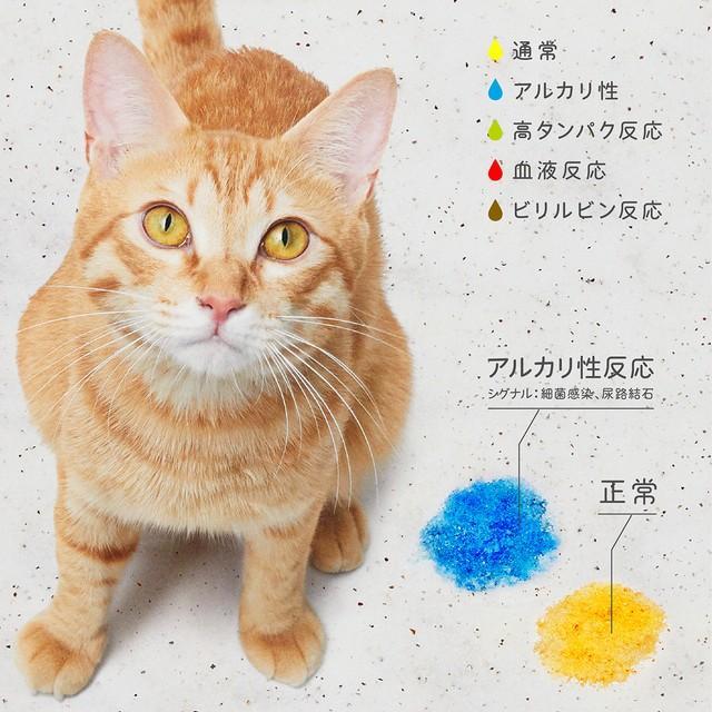 神戸新聞next 連載 特集 話題 5色に変化する猫砂 色で猫の体調を毎日チェック 私にとっては安心砂 猫が慣れればデメリットがない