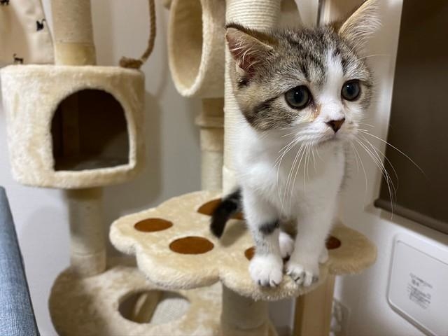 神戸新聞NEXT｜連載・特集｜話題｜お家に来て1年u2026猫ちゃんの変貌ぶりが 