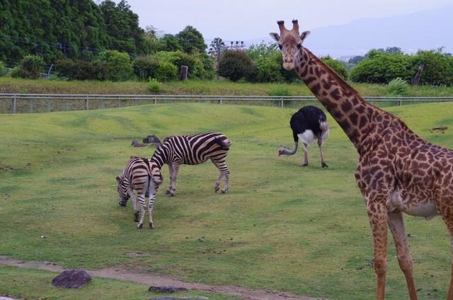 セール 動物園 服 臭い