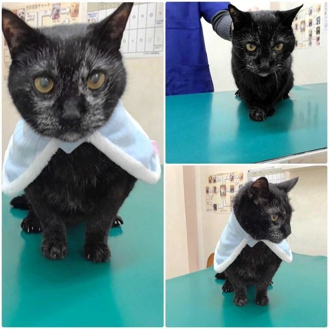 神戸新聞NEXT|連載・特集|話題|とらちゃんのんびりペースで目指せ21歳