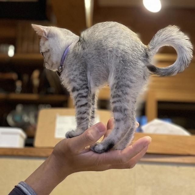 ほっこり♡幸せをくれる手乗りの猫ちゃん お目覚めの「背伸び」シーン