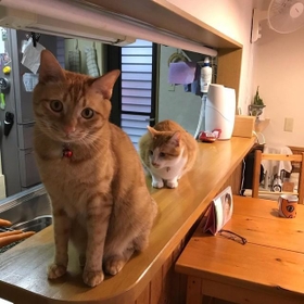 神戸新聞next 連載 特集 話題 猫を飼ったらきっと楽しくなる 保護団体のサイトで出会ったイケメン猫にひと目惚れ