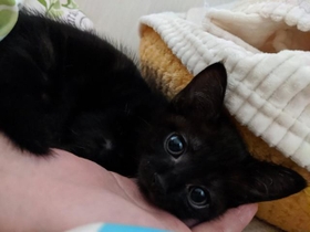 ようやく玄ちゃんが動き回れるようになった矢先、骨折を繰り返すように（提供写真）