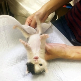 ぼんやりしたハチワレがテプくんを思い出させます（東京キャットガーディアン提供画像）