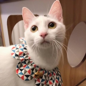 ３匹目の猫として迎えられた雪ちゃん…猫じゃらしを虎視眈々と狙っています