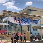 でかい！岡山から届いた鯉のぼり（提供）