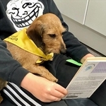 読書犬のお仕事中…こどもが本を朗読するのを、じっと聞きます／読書犬シルビー（@LukukoiraSylvi）のTwitterより