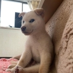 このきりっとしたイケメンぶりを見よ！