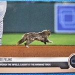 発売された猫ちゃんベースボールカード「フェアレス・フェライン」