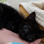 ようやく玄ちゃんが動き回れるようになった矢先、骨折を繰り返すように（提供写真）