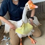 スタッフ手作りのけが防止用胸当てを着けてもらうこうちゃん。改良を重ね、着けやすく、体への負担も少なくなりました＝2021年4月12日（写真はいずれも神戸市立王子動物園提供）
