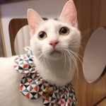 ３匹目の猫として迎えられた雪ちゃん…猫じゃらしを虎視眈々と狙っています