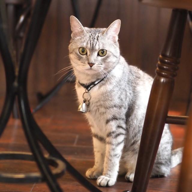 愛猫が失踪して３週間 タロット占いや不思議な出会いに導かれ 奇跡の再会を果たす 神戸新聞next 連載 特集 話題