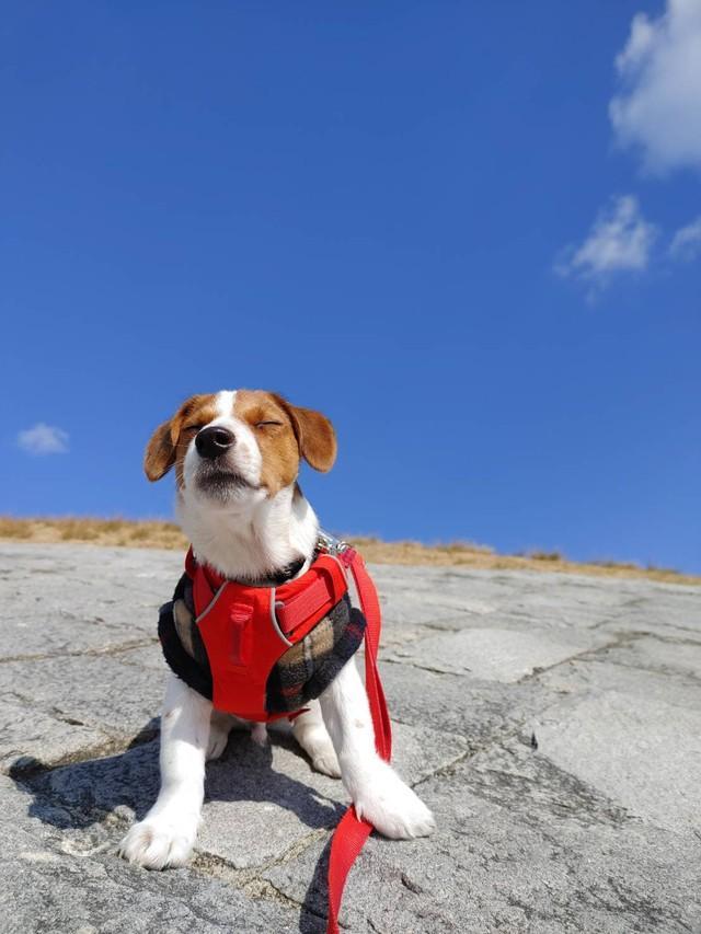 神戸新聞next 連載 特集 話題 先天性で口と鼻がつながった子犬 悩んだ末に家族に 水を飲むこともままならなかったが ３度の手術を乗り越えた