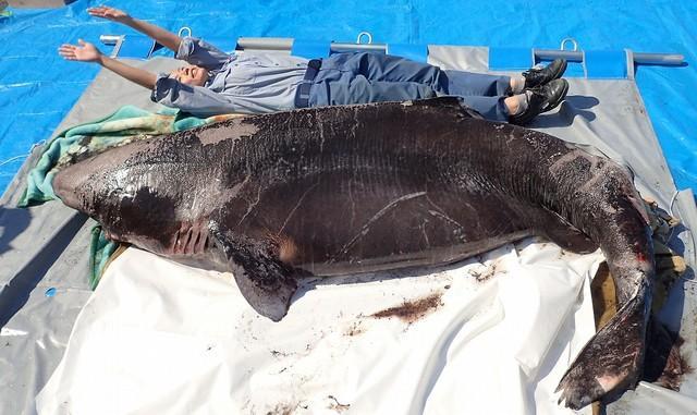 神戸新聞next 連載 特集 話題 寿命は数百年 深海の王 オンデンザメの遊泳速度を世界で初めて計測に成功 研究員に聞いた