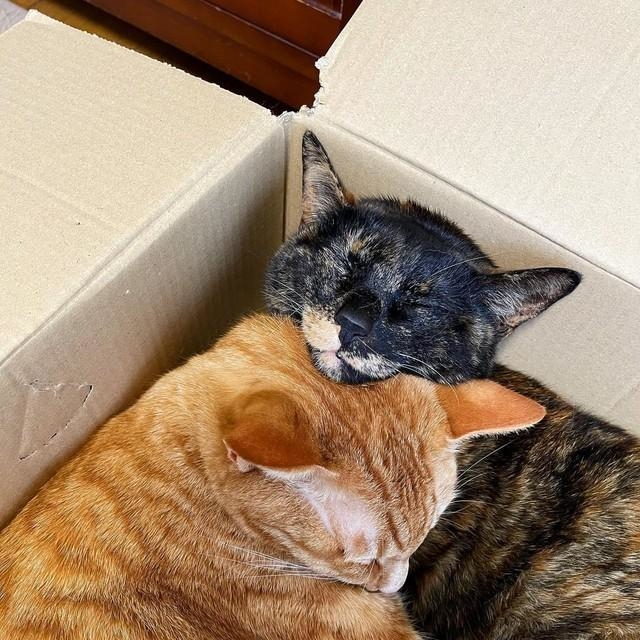 狭い箱の中でムッチリくっつく2匹、安心だね