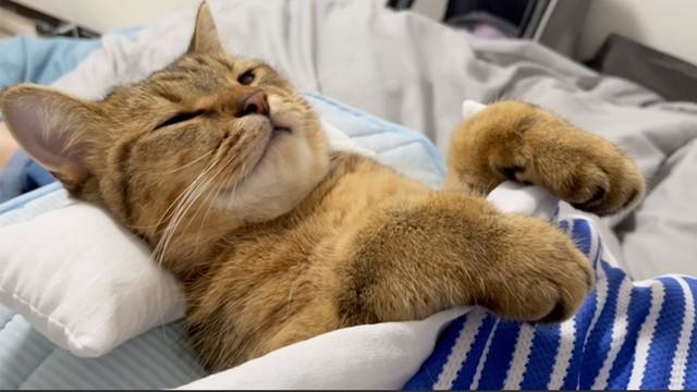 幸せって、こういうことですね」 ひんやり布団で快眠する猫の姿が可愛